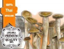 images/productimages/small/Best thai psylocibe  mycelium growkit.jpg